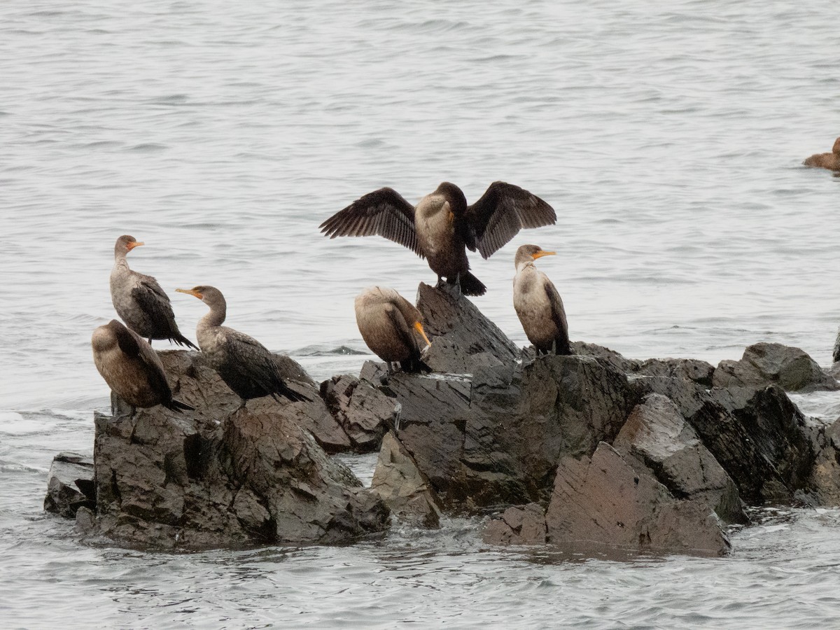 totoppskarv - ML644959095