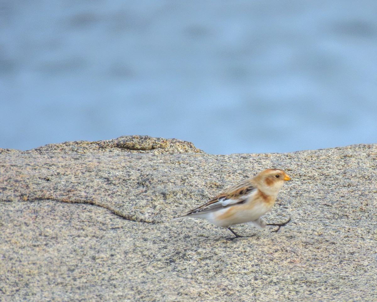 snøspurv - ML644959113