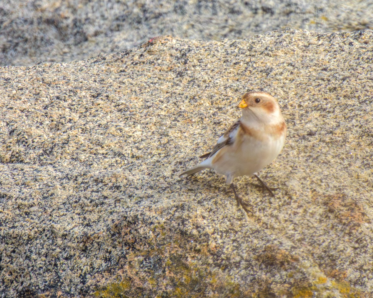 snøspurv - ML644959114