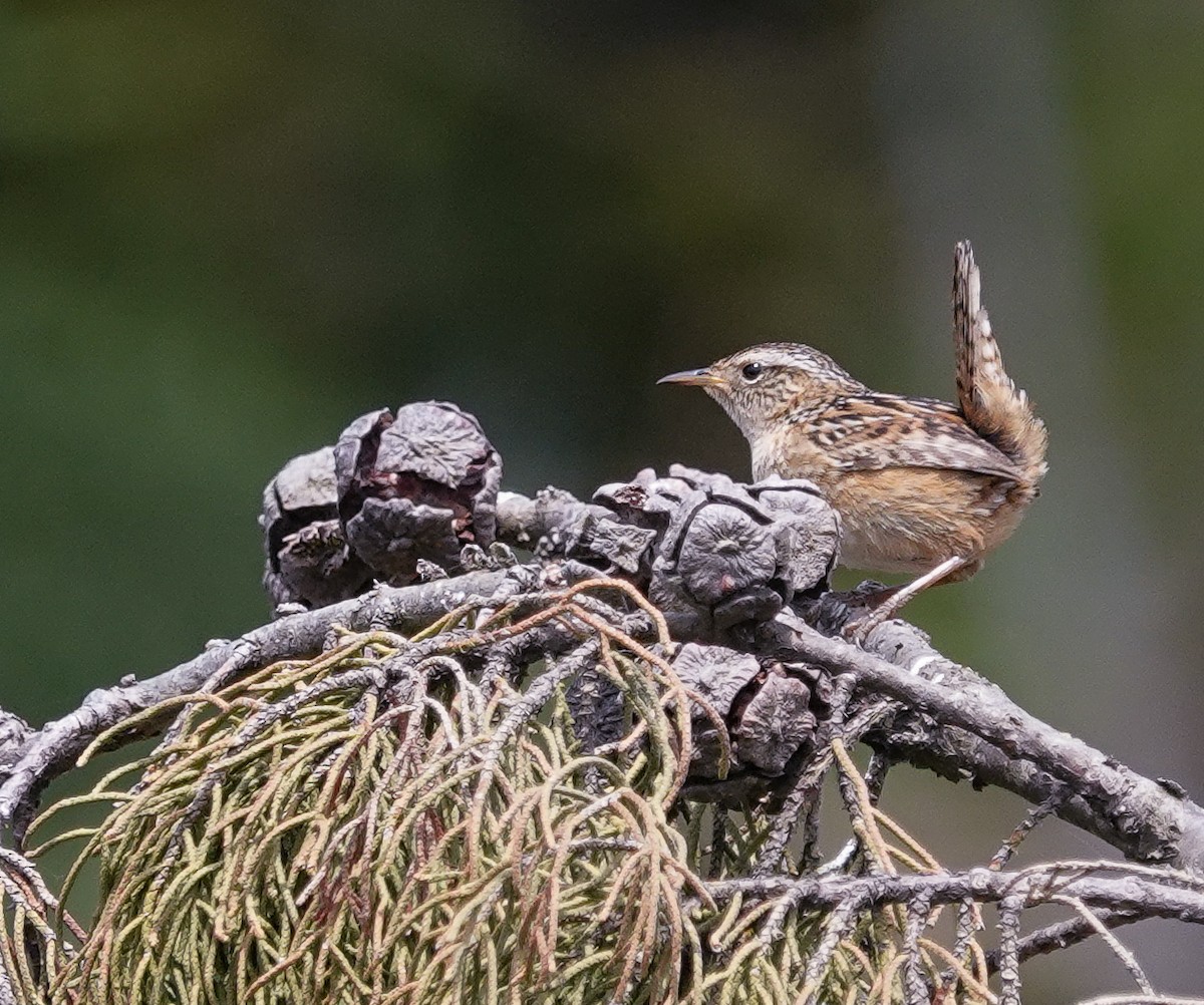 Grass Wren - ML644959123