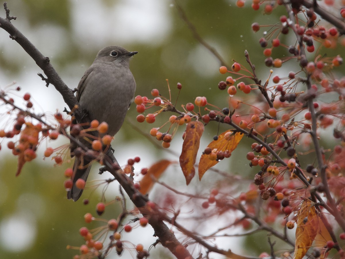 Townsend's Solitaire - ML644959128