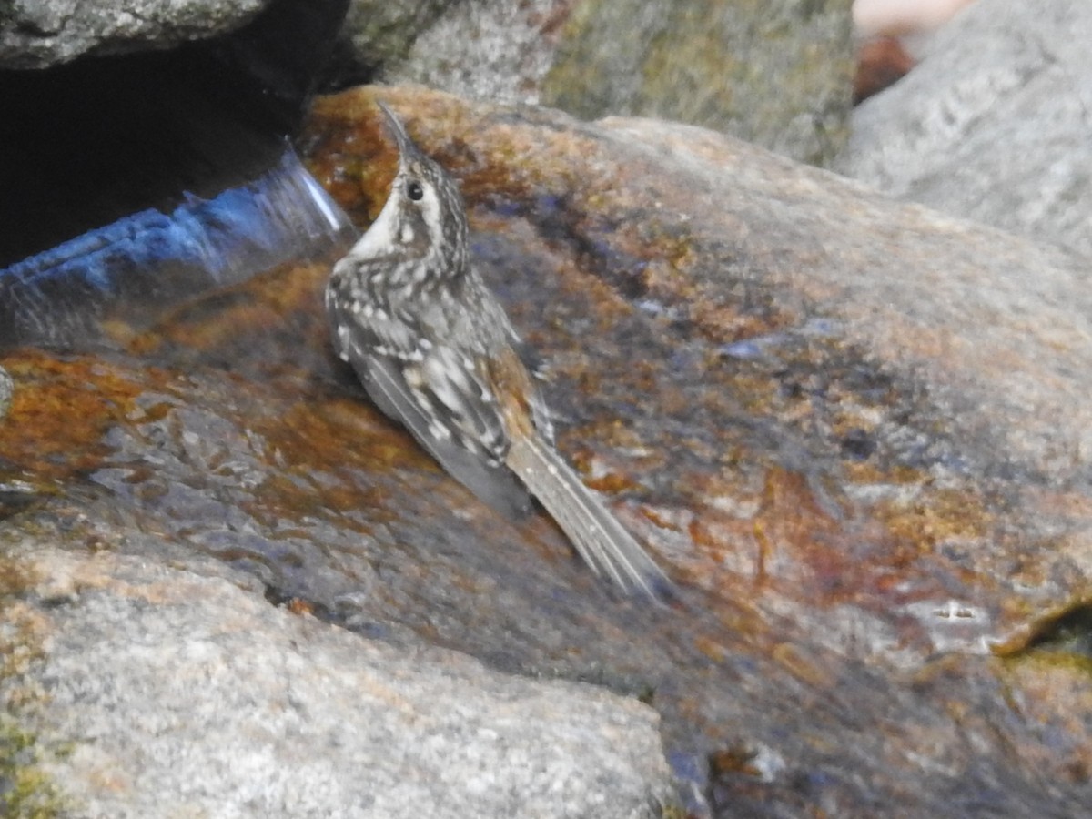 Brown Creeper - ML644959134