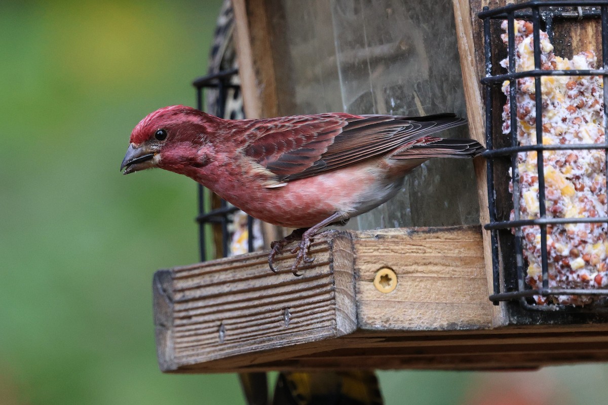 Purple Finch - ML644959136