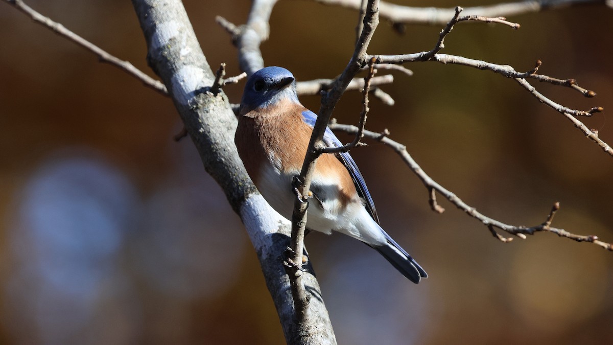 Eastern Bluebird - ML644959144