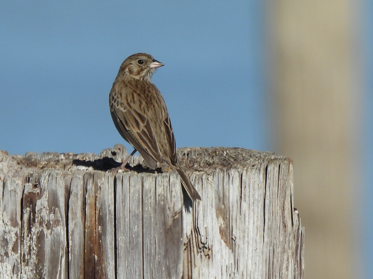Vesper Sparrow - ML644959148