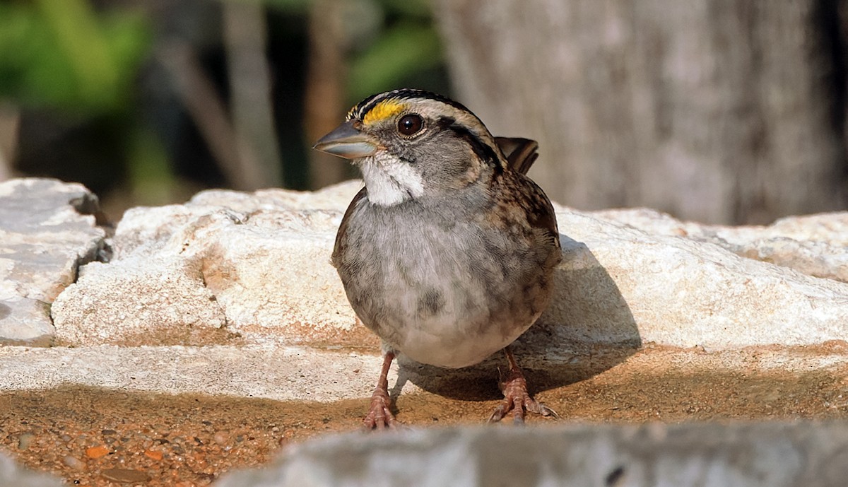 White-throated Sparrow - ML644959153