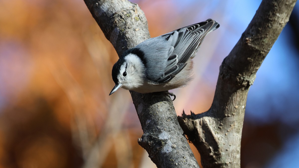 White-breasted Nuthatch - ML644959154
