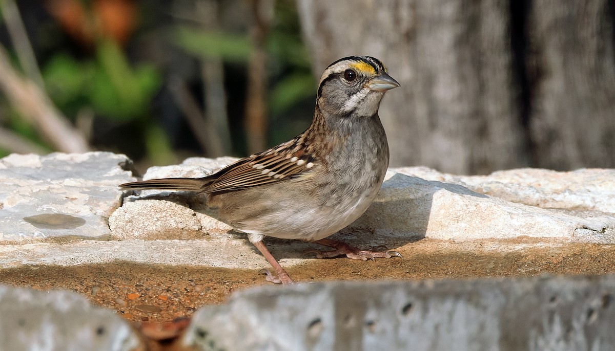 White-throated Sparrow - ML644959155