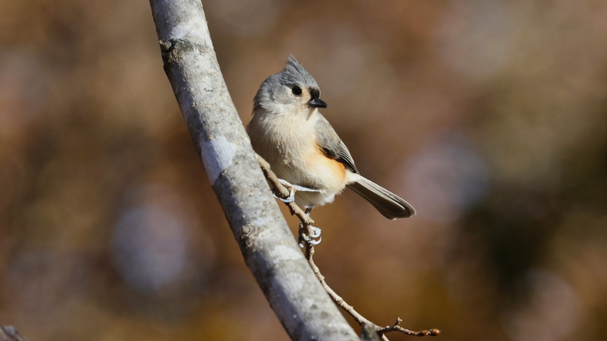 Tufted Titmouse - ML644959164