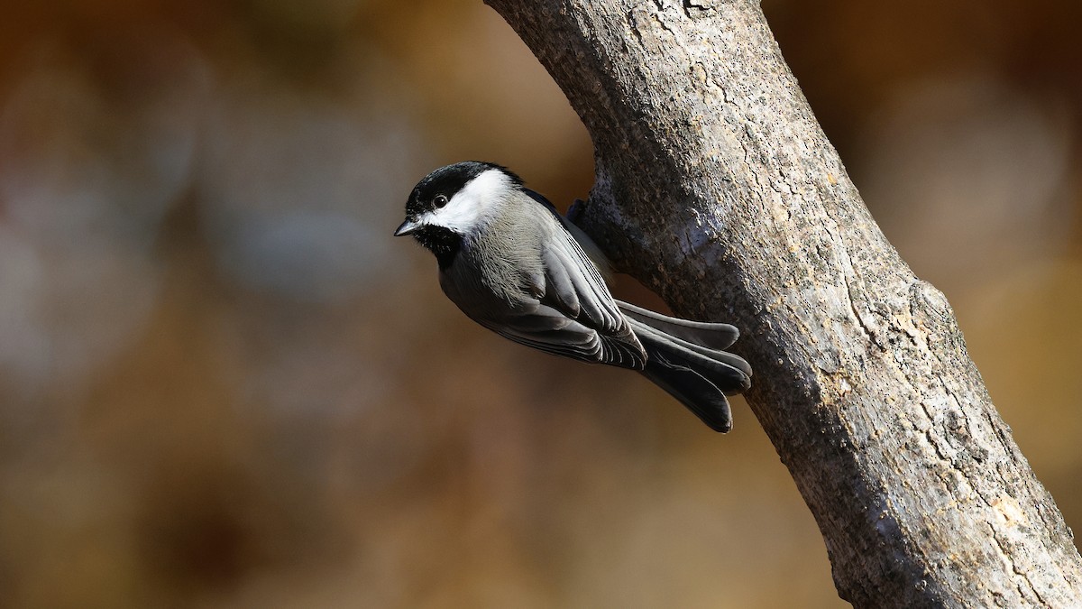 Carolina/Black-capped Chickadee - ML644959167