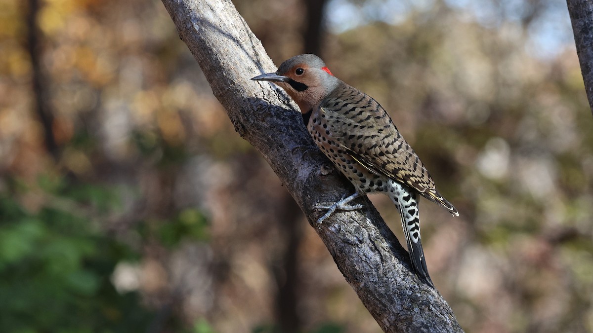 Northern Flicker - ML644959181