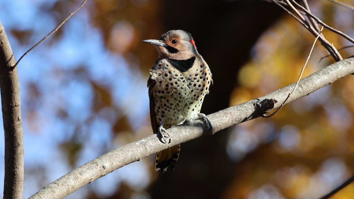 Northern Flicker - ML644959182