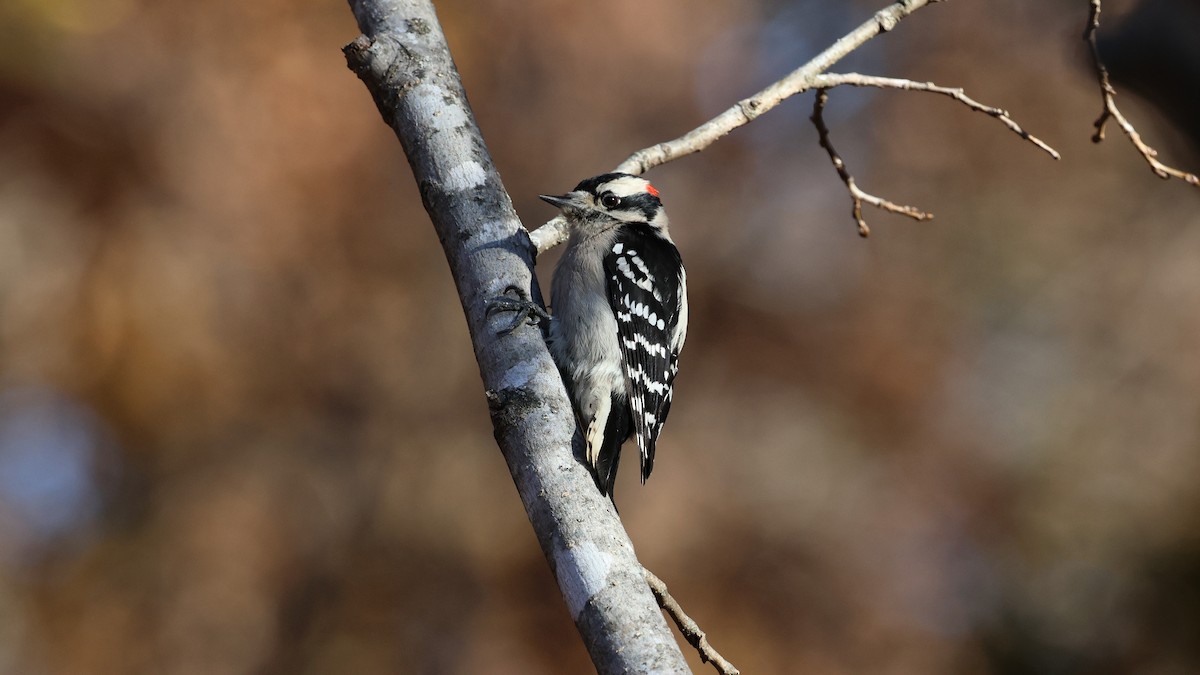 Downy Woodpecker - ML644959201
