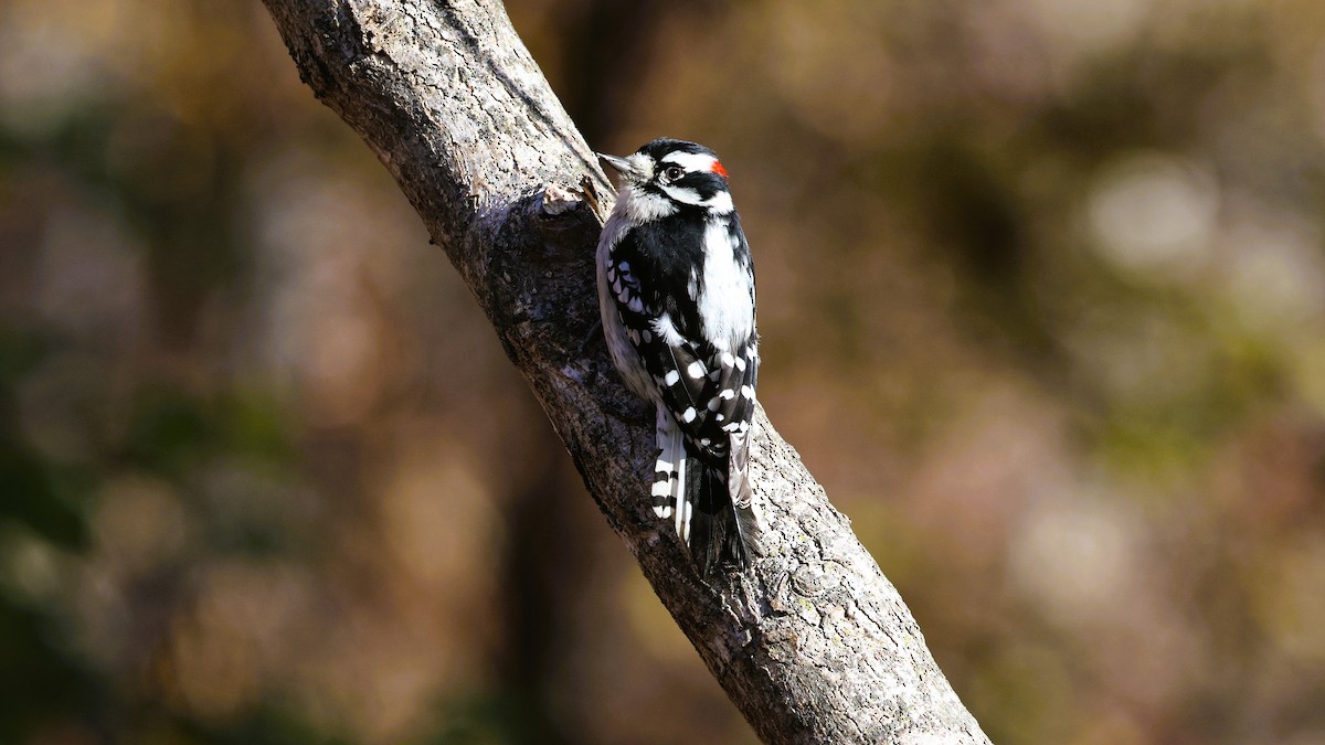 Downy Woodpecker - ML644959203