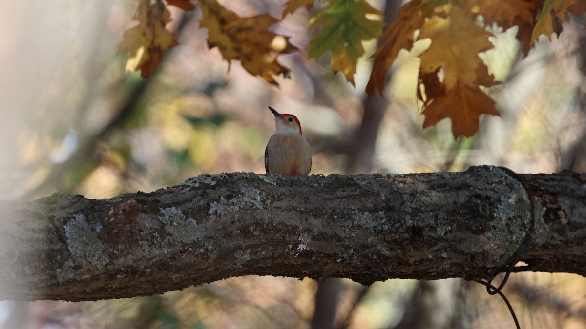 Red-bellied Woodpecker - ML644959212