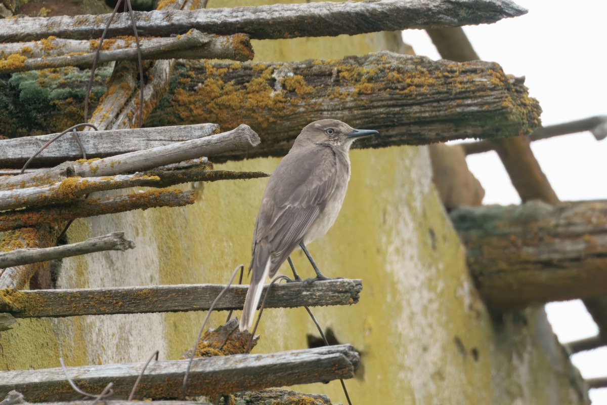 Black-billed Shrike-Tyrant - ML644959213