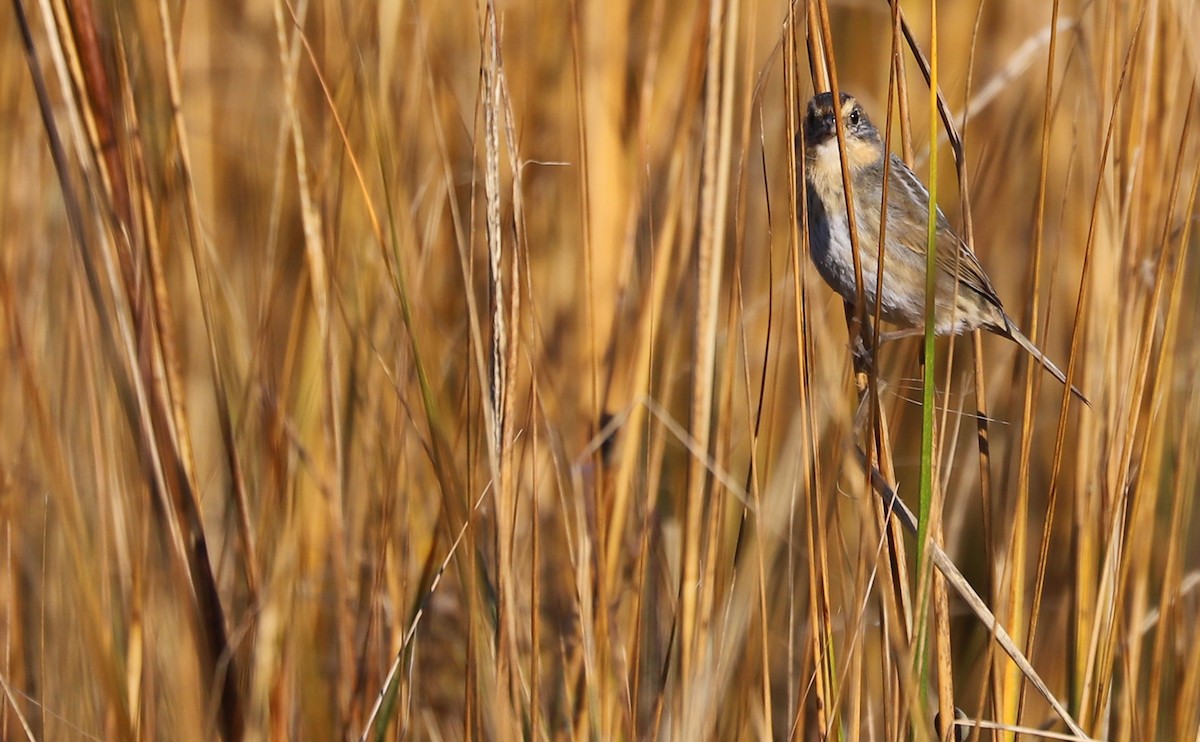 Chingolo de Nelson - ML644959243