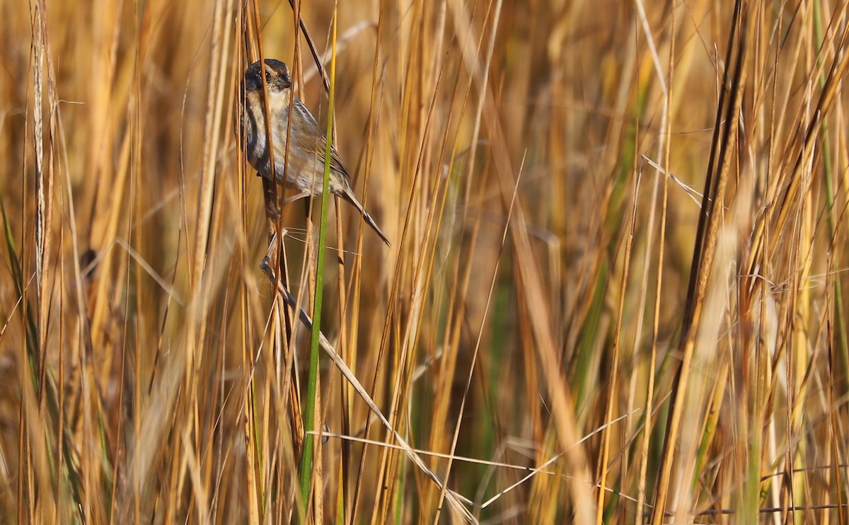 Chingolo de Nelson - ML644959249