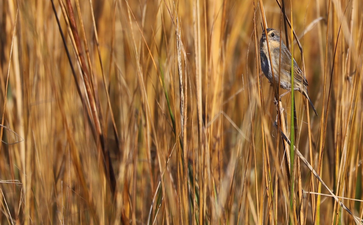 Chingolo de Nelson - ML644959254