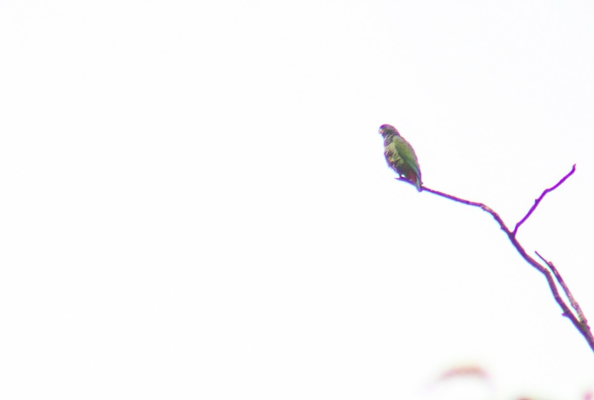 Loro Choclero - ML644959255