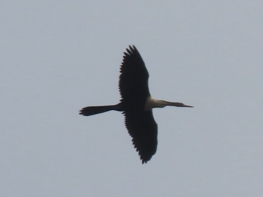 Anhinga - ML644959258