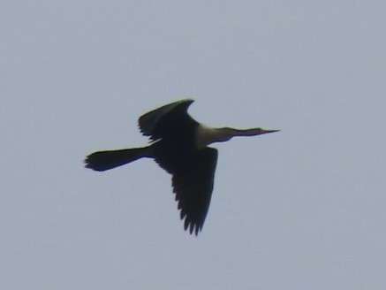 Anhinga - ML644959259