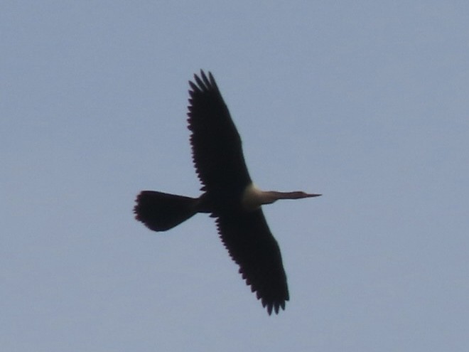 Anhinga - ML644959260