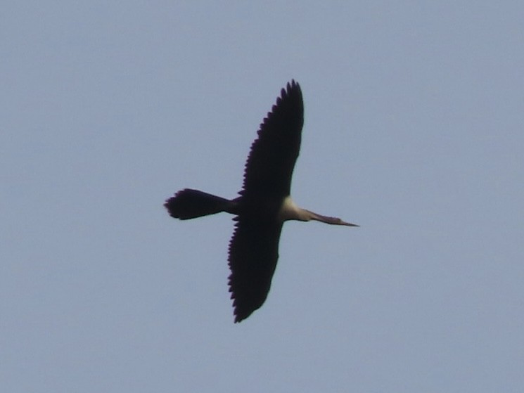 Anhinga - ML644959261