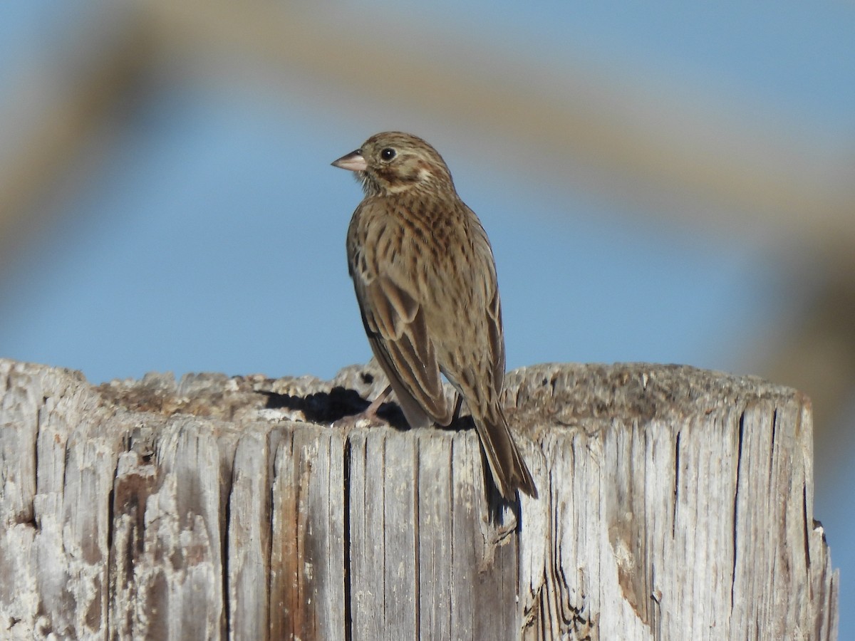 Vesper Sparrow - ML644959273