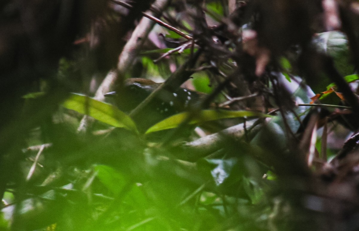 Hormiguero Escamoso - ML644959277