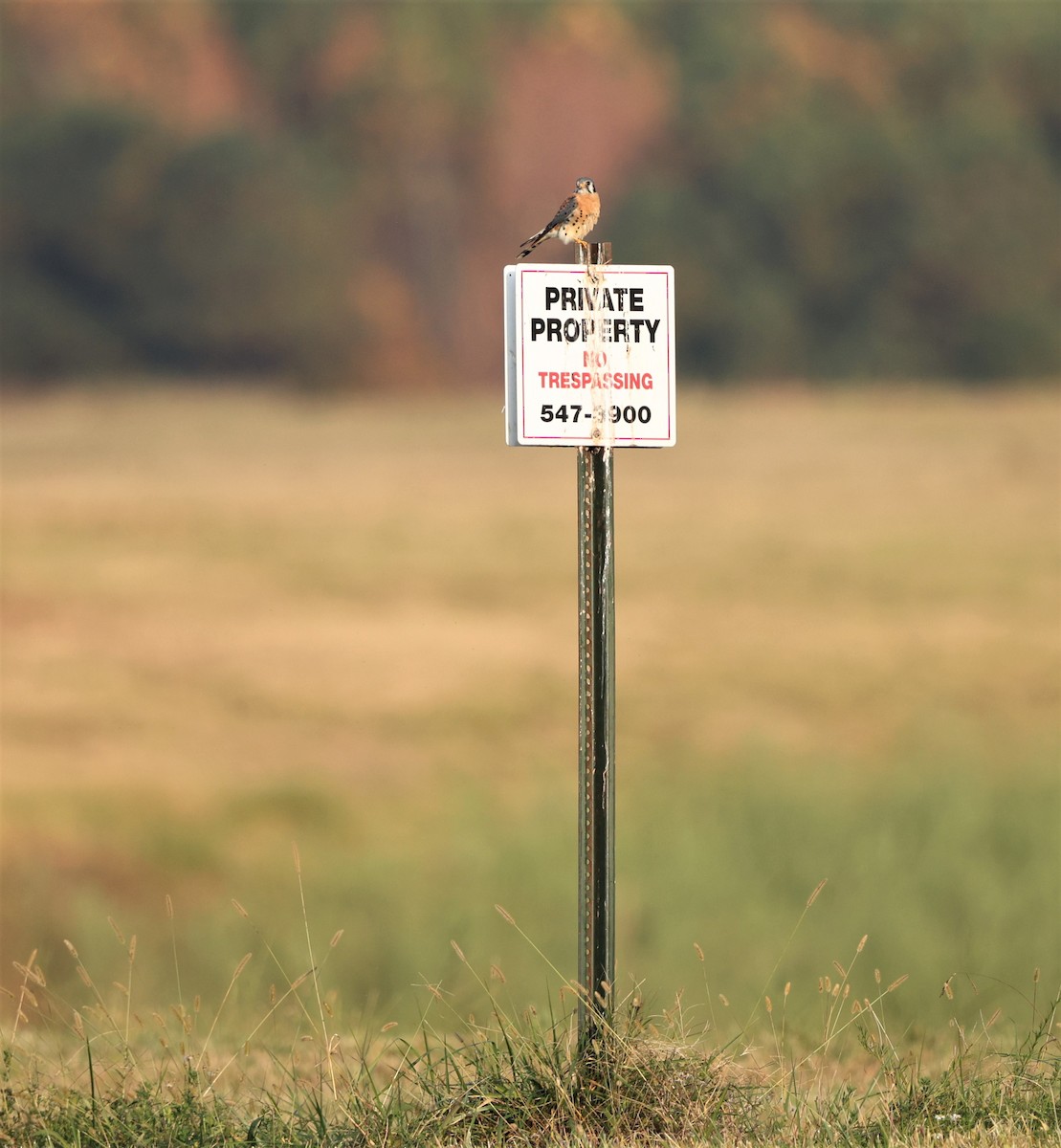 American Kestrel - ML644959281