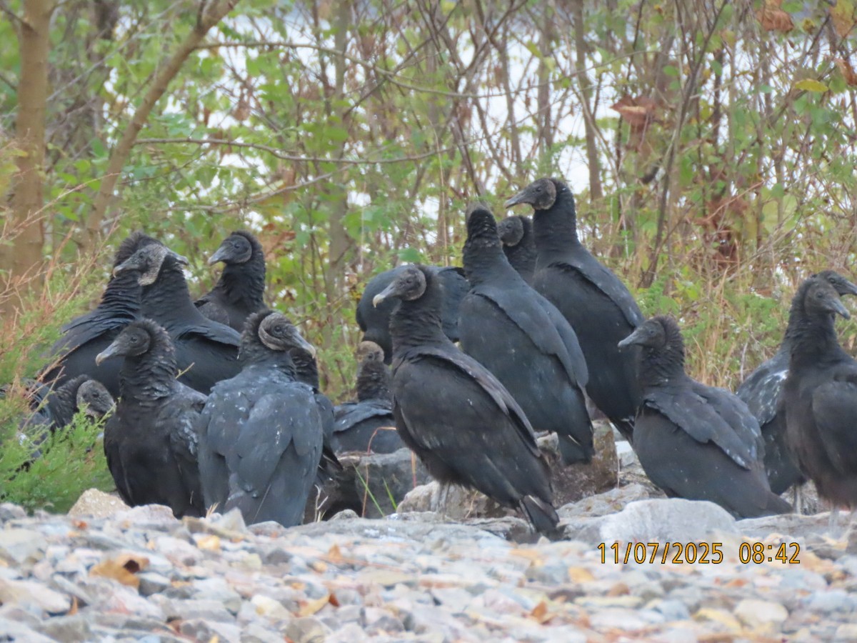 Чёрная катарта - ML644959292