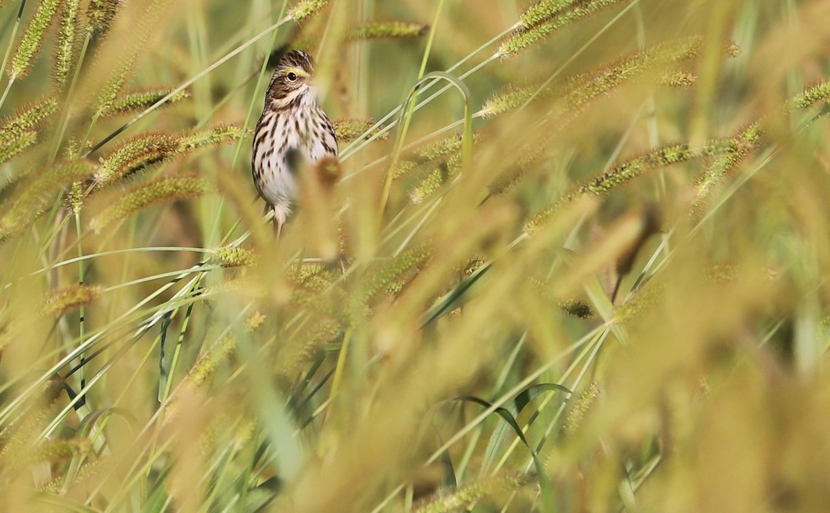 Chingolo Sabanero (grupo sandwichensis) - ML644959299