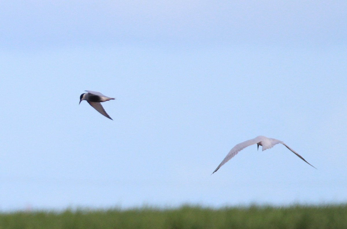 Fumarel Aliblanco - ML644959301