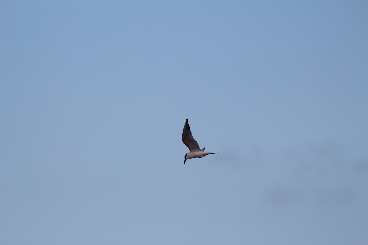 Fumarel Aliblanco - ML644959302