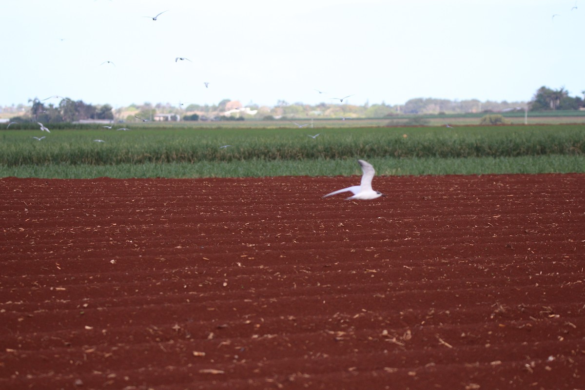 Fumarel Aliblanco - ML644959303