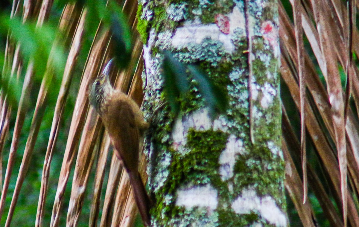 Trepatroncos Enano - ML644959304