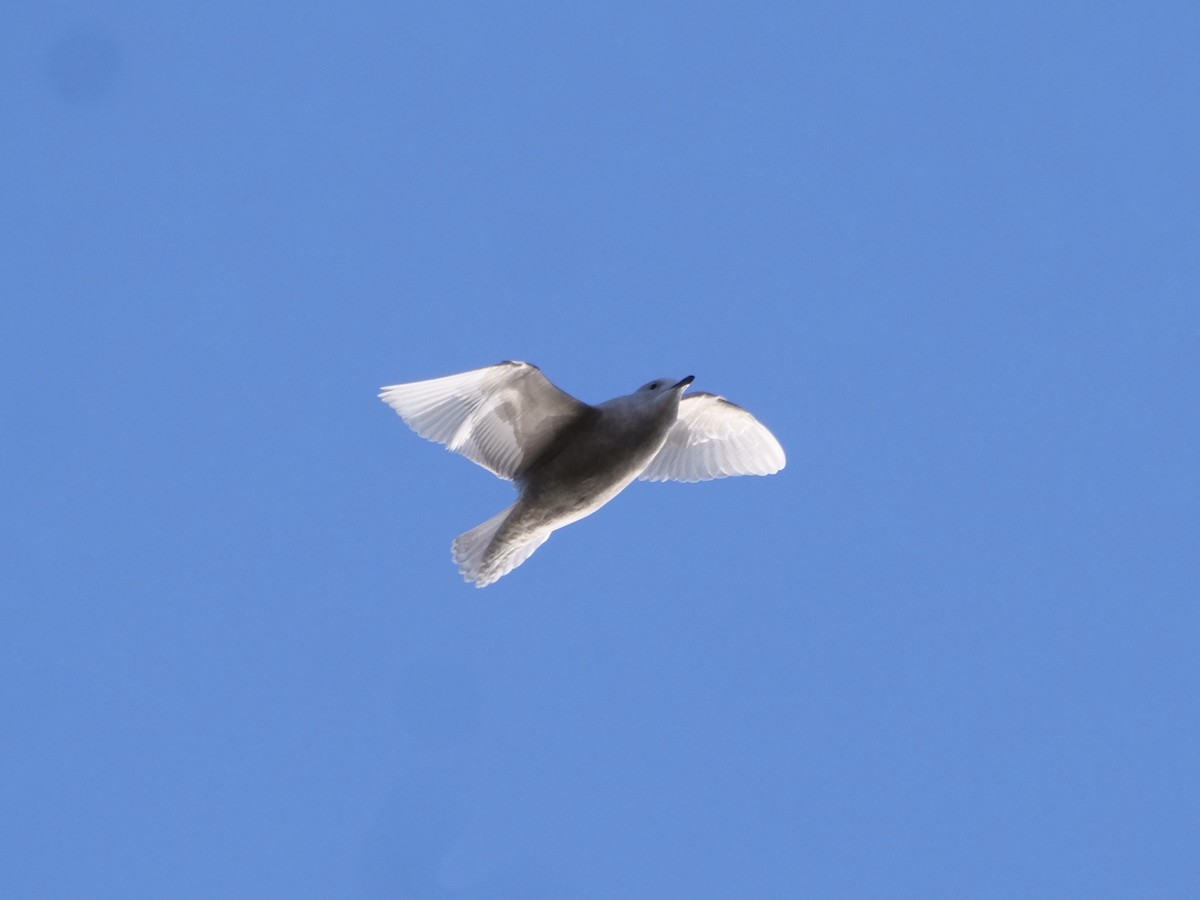 Gaviota Groenlandesa (de Kumlien) - ML644959305