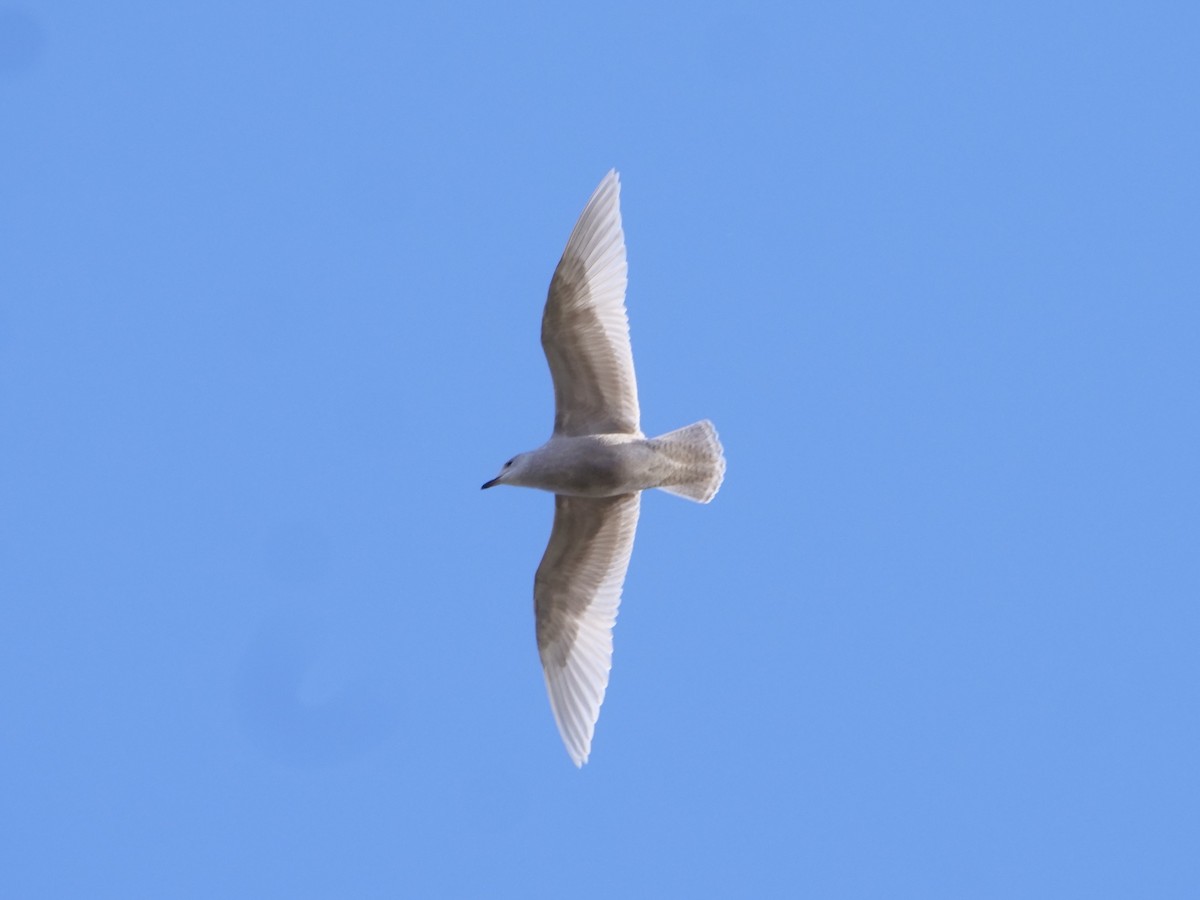 Gaviota Groenlandesa (de Kumlien) - ML644959306