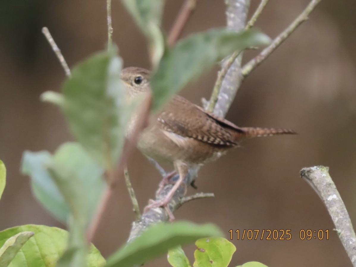 Chochín Criollo Norteño - ML644959307