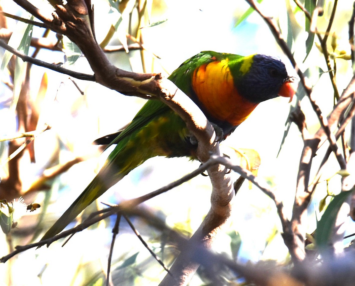 Lori Arcoiris - ML644959311