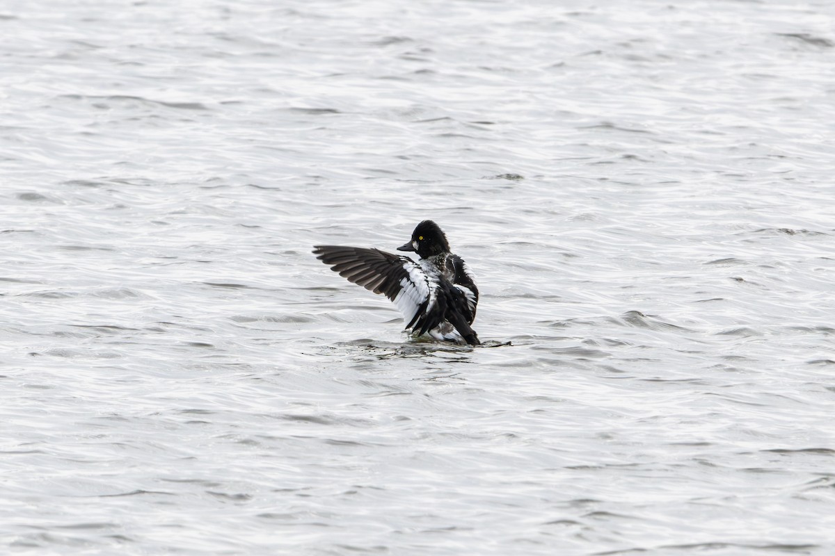 Porrón Osculado - ML644959312