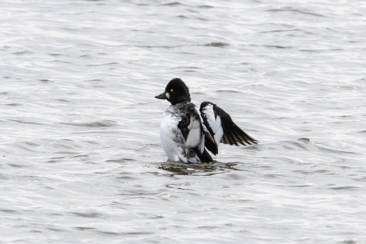 Porrón Osculado - ML644959313