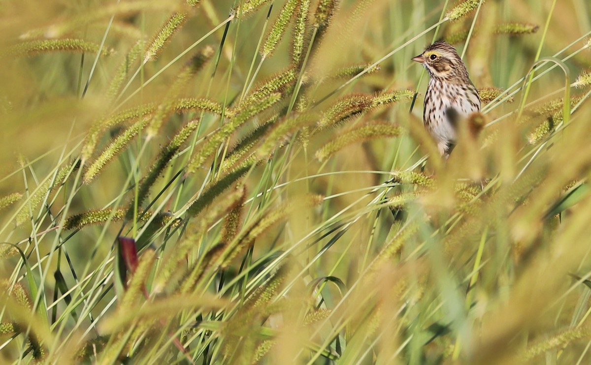 Chingolo Sabanero (grupo sandwichensis) - ML644959314