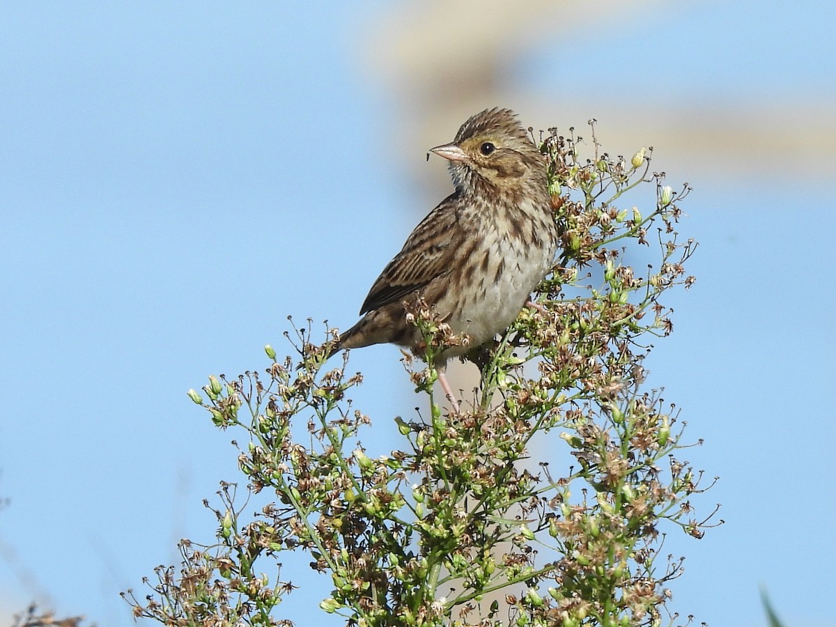 Chingolo Sabanero (grupo sandwichensis) - ML644959315