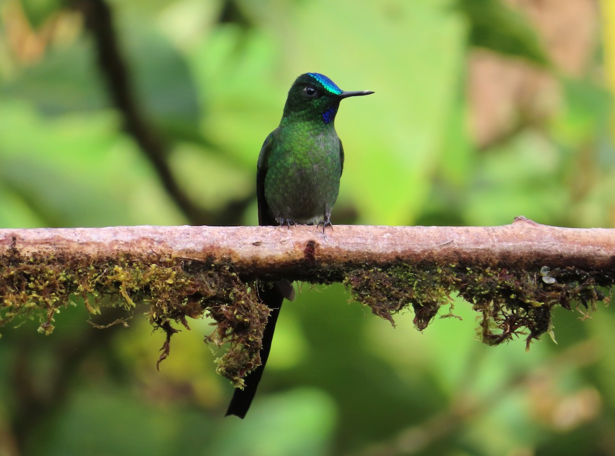 Silfo de King - ML644959316