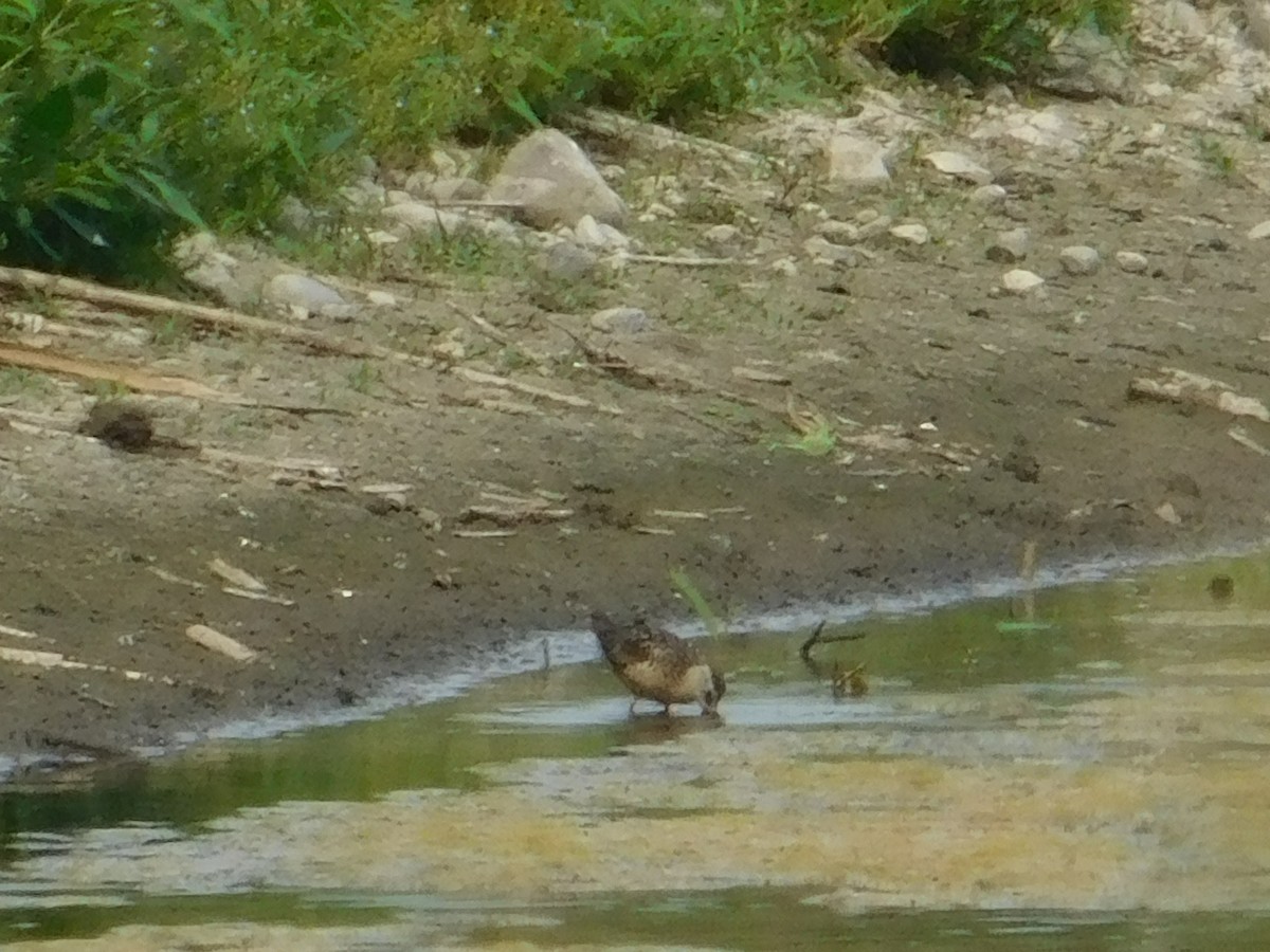 Agujeta Gris - ML644959317