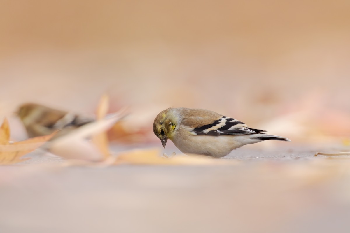 Jilguero Yanqui - ML644959318