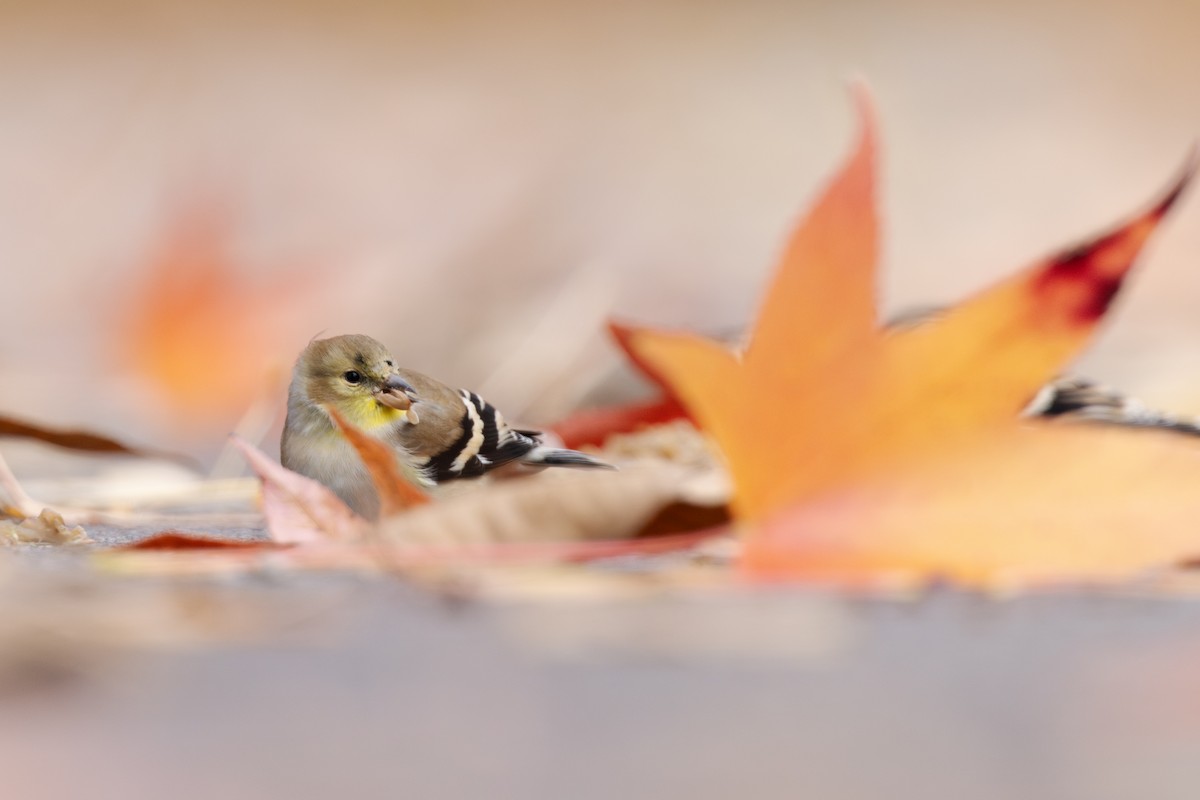 Jilguero Yanqui - ML644959319