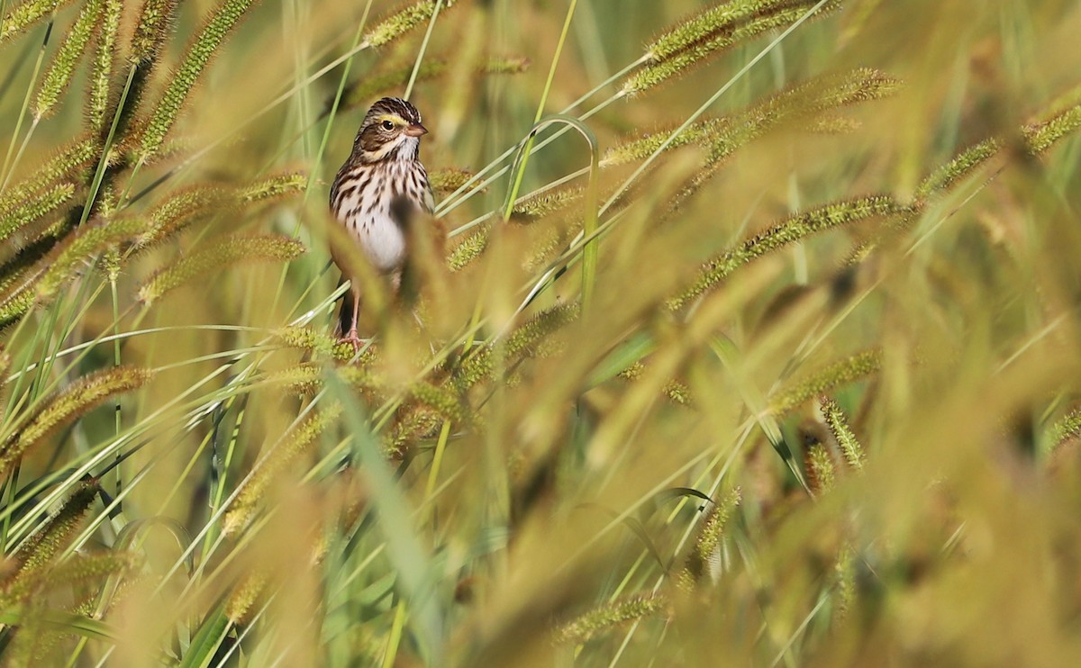 Chingolo Sabanero (grupo sandwichensis) - ML644959320